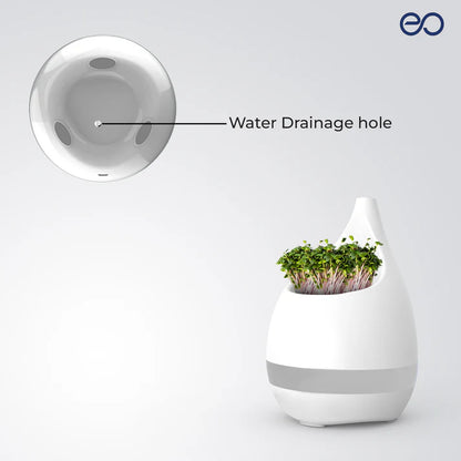 Xech EO Sprout